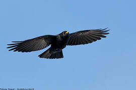 Alpine Chough