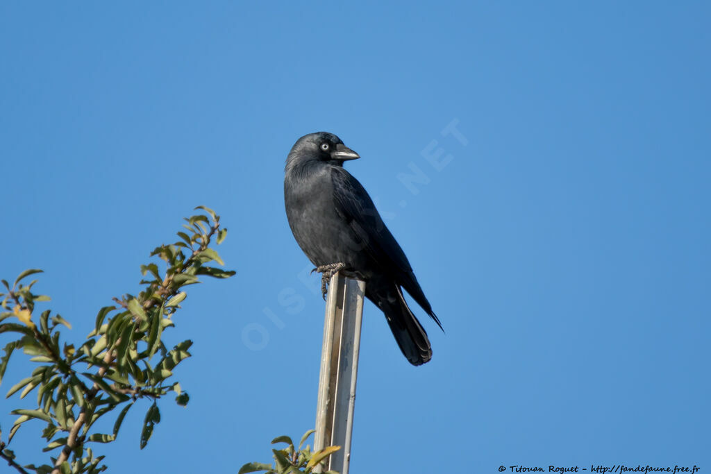 Western Jackdaw, identification