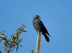 Western Jackdaw