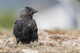 Western Jackdaw