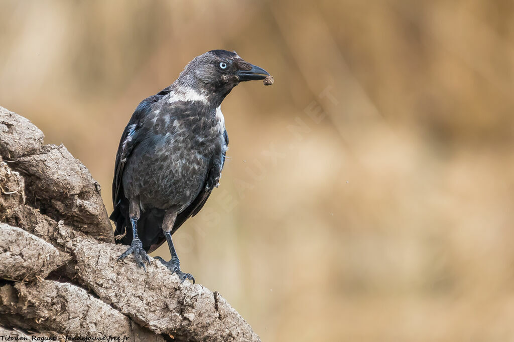 Western Jackdaw