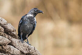 Western Jackdaw