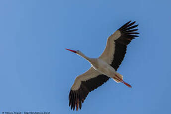 Cigogne blanche