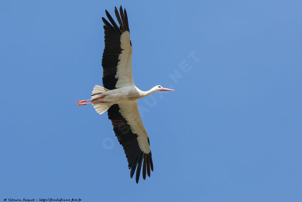 Cigogne blanche