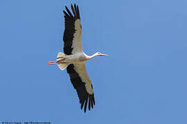 Cigogne blanche