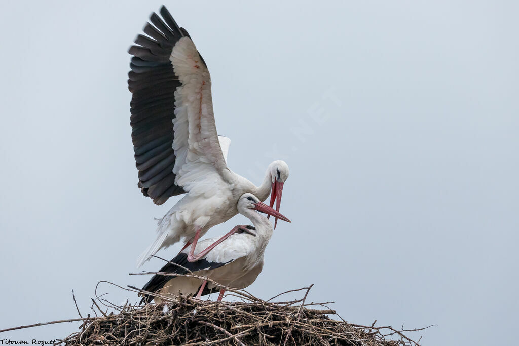 Cigogne blanche