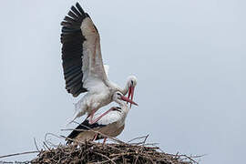 White Stork