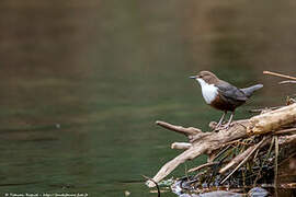 White-throated Dipper