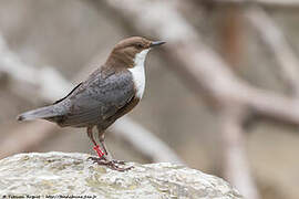 White-throated Dipper