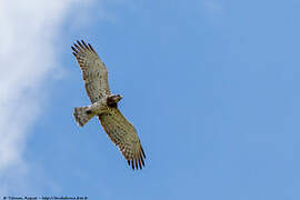 Short-toed Snake Eagle