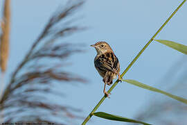 Zitting Cisticola