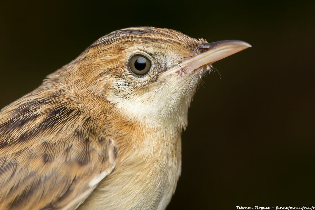 Zitting Cisticola