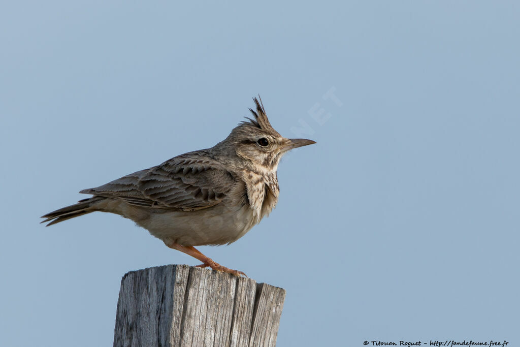 Cochevis huppéadulte, identification