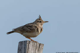 Crested Lark