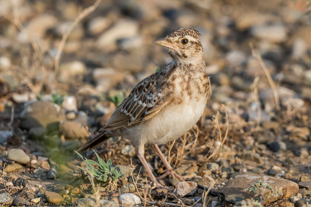 Crested Lark