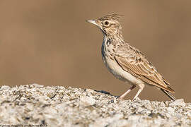 Crested Lark