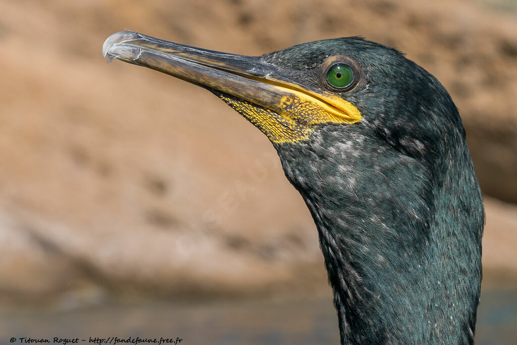 European Shag