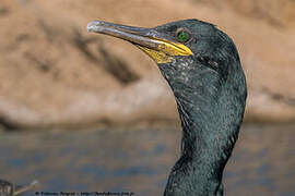 European Shag