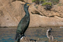 European Shag