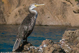 European Shag