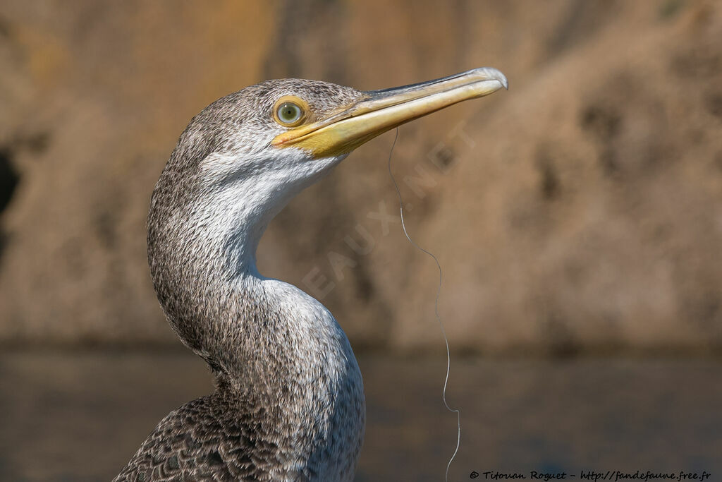 Cormoran huppé