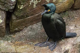 European Shag