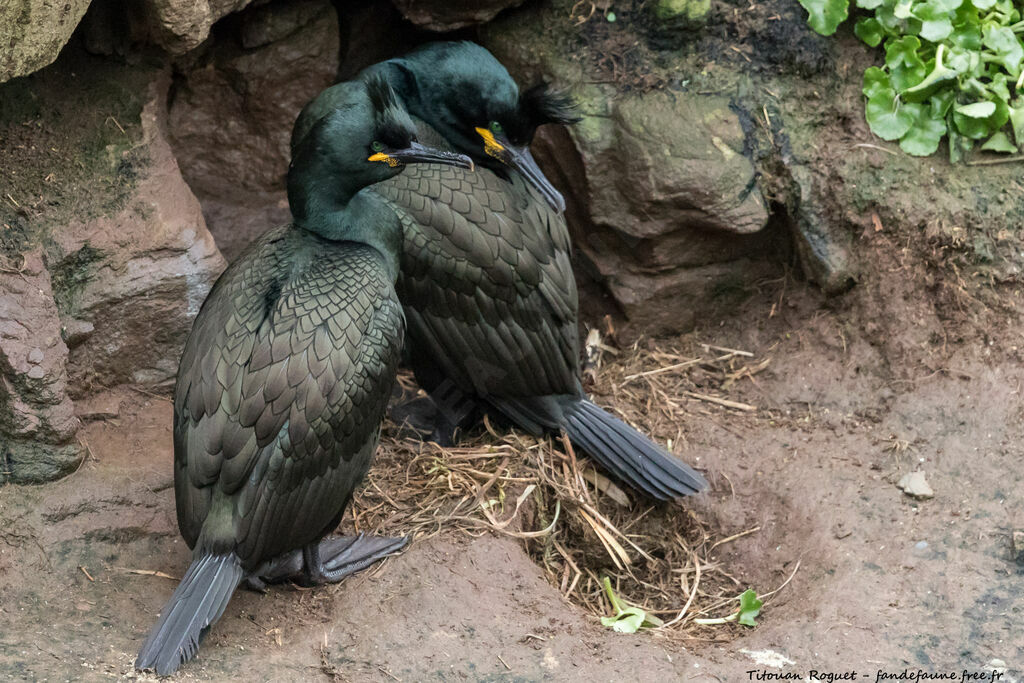 European Shag