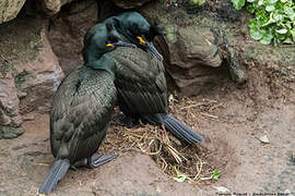 European Shag