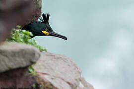 European Shag