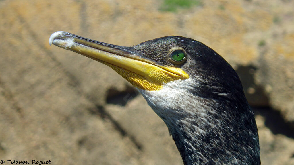 European Shag, identification, close-up portrait