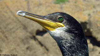 European Shag