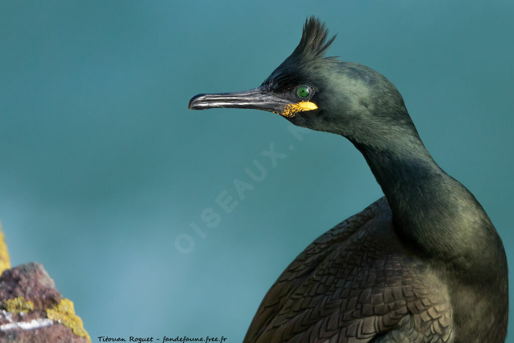 European Shag