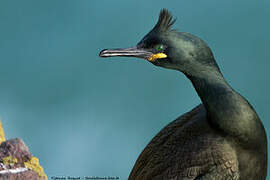 European Shag