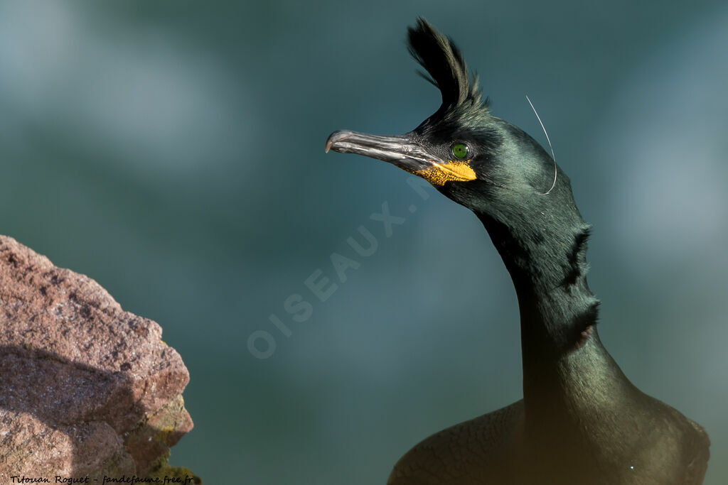 European Shag