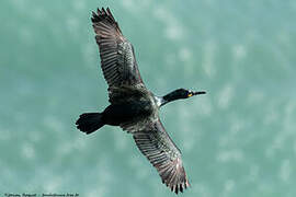 European Shag