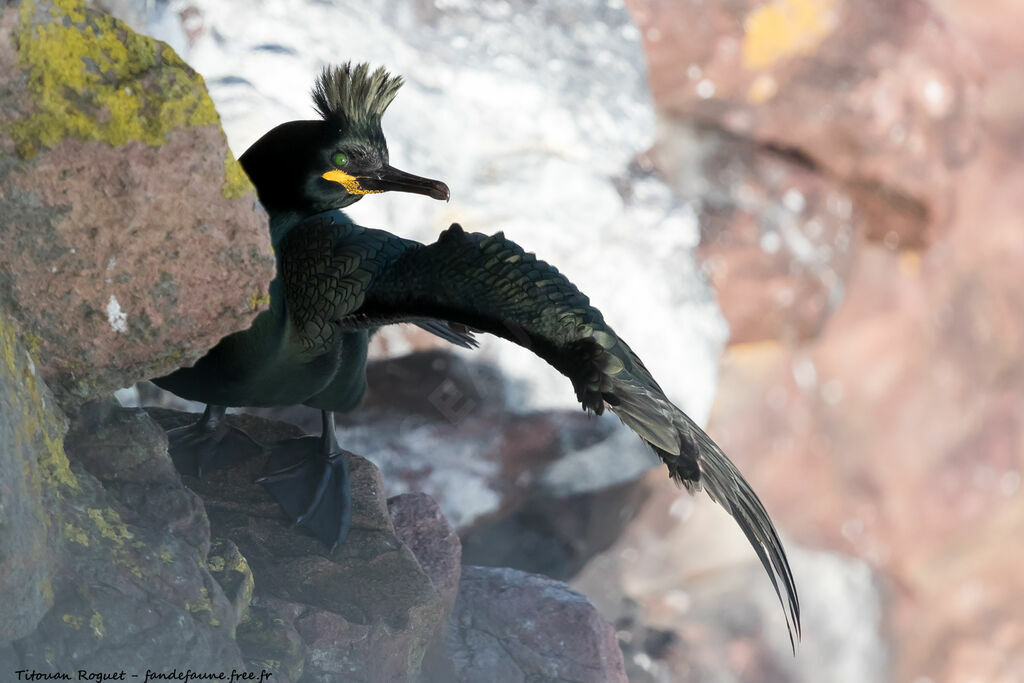 European Shag