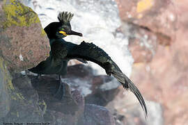 European Shag