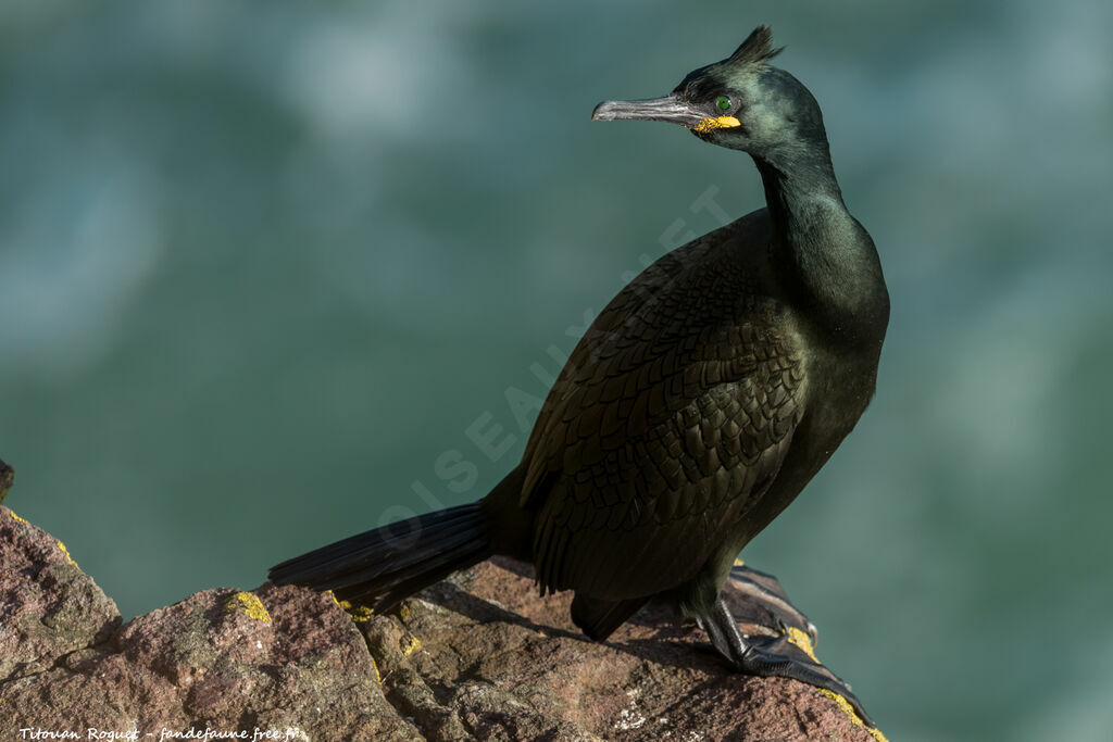 European Shag