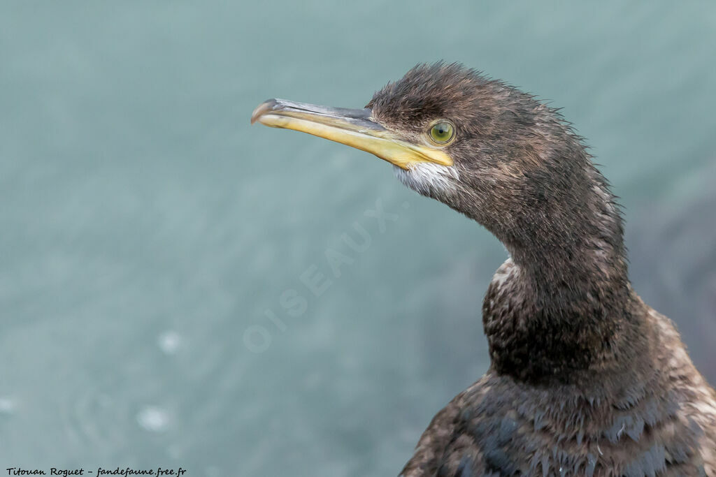 European Shag