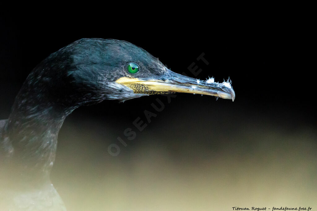 European Shag