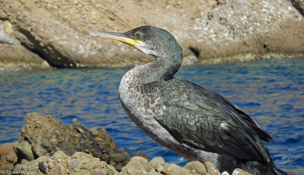 Cormoran huppé, identification