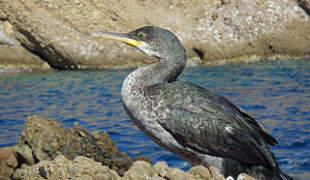 European Shag