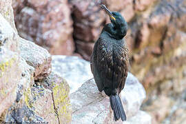 European Shag