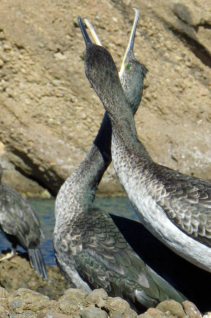 Cormoran huppé, identification, parade