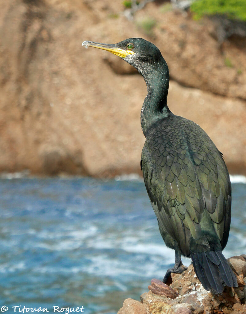 Cormoran huppé, identification