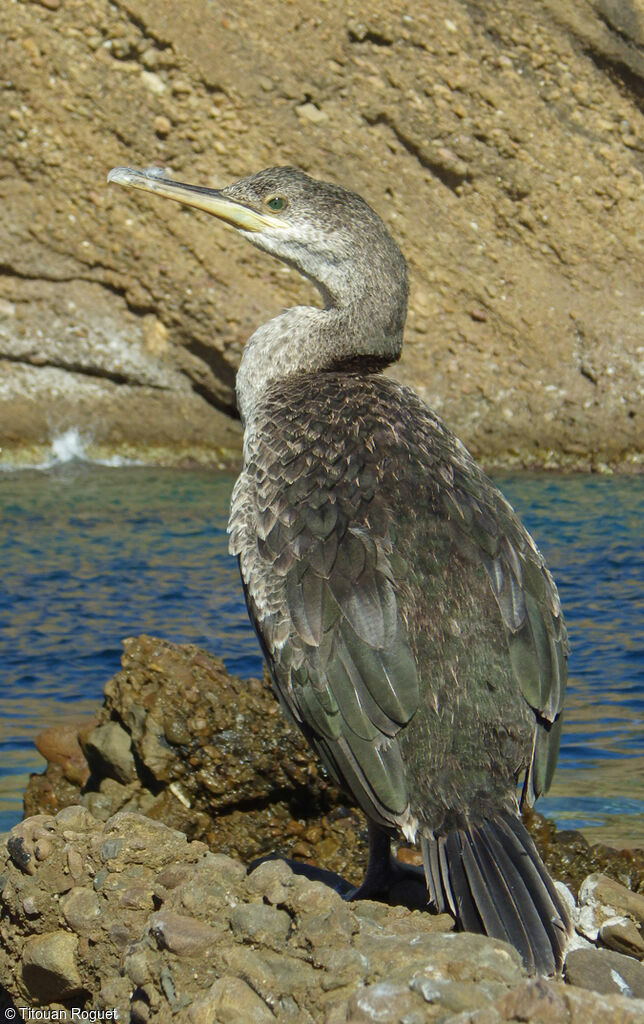 Cormoran huppéjuvénile, identification