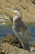 European Shag