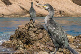 European Shag