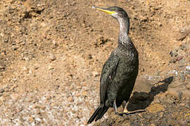 European Shag