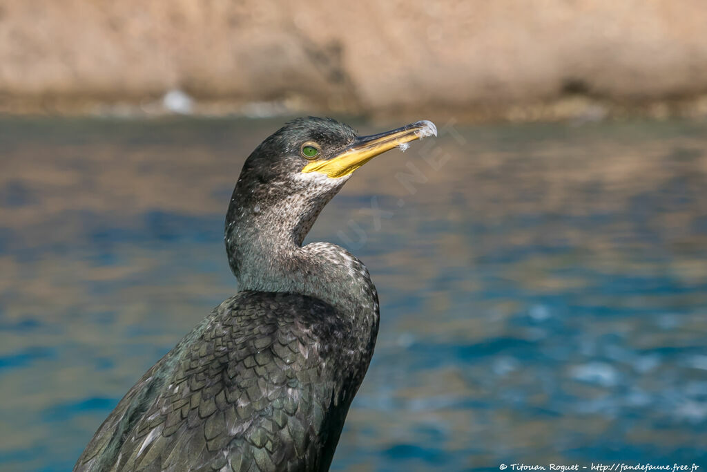 European Shag, identification, close-up portrait